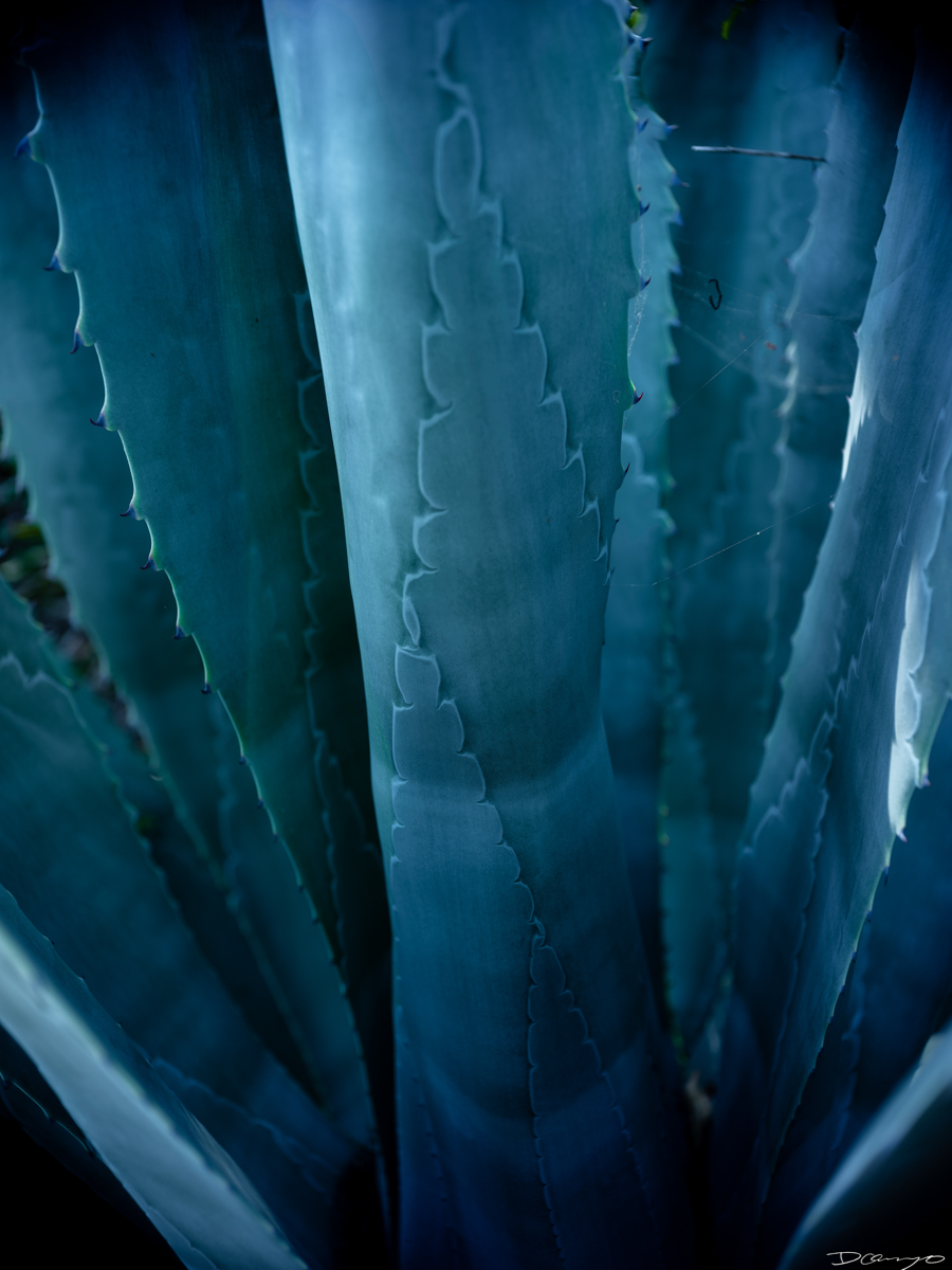 Pretty things that I wanted to take pictures of around Berkeley in 2023.
